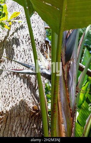 Strelitzia nicolai. Blanco gigante Ave del Paraíso flor Fotografía de stock  - Alamy