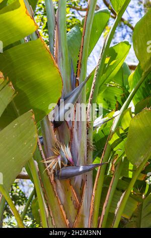 Strelitzia nicolai. Blanco gigante Ave del Paraíso flor Fotografía de stock  - Alamy