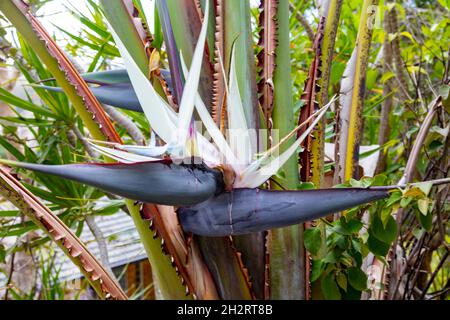 Flor y hojas de plátano silvestre, el gigante blanco ave del paraíso, un  plátano-como la planta de la strelitzia familia Fotografía de stock - Alamy