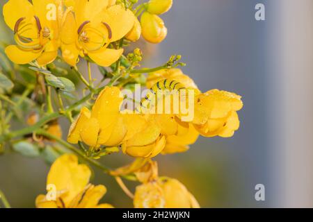 Una oruga de azufre sin nubes en una flor amarilla en St. Augustine, Florida