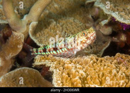 El pez lagarto variegado, Synodus variegatus, también se llama pez lagarto de arrecife, Yap, Micronesia. Foto de stock