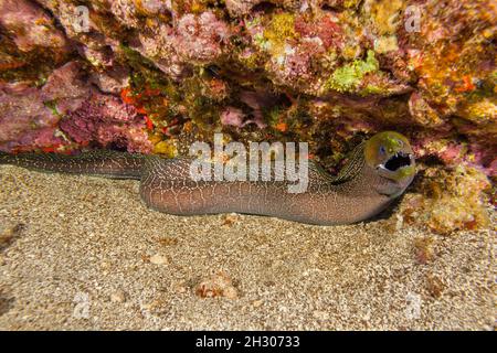 Anguila moray ondulada, Gymnothorax meleagris. Es inusual encontrar una anguila moray fuera nadando gratis durante el día. Más a menudo cazan por la noche, Hawai. Foto de stock