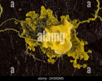 Molde de cal amarilla o molde de cal (Physarum polycephalum) que ha encontrado y engullido un pedazo de alimento en una hoja muerta Foto de stock