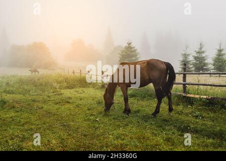 Espectacular escena de niebla con caballo pardo comiendo hierba en un prado de campo niebla. Antigua valla de madera. Cárpatos, Ucrania, Europa. Foto de stock