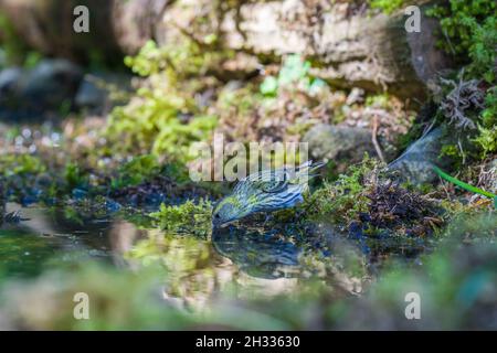 Siskin inmaduro (Carduelis spinus), bebiendo al lado del agua con reflexión. Perthshire Escocia Reino Unido. Junio 2021