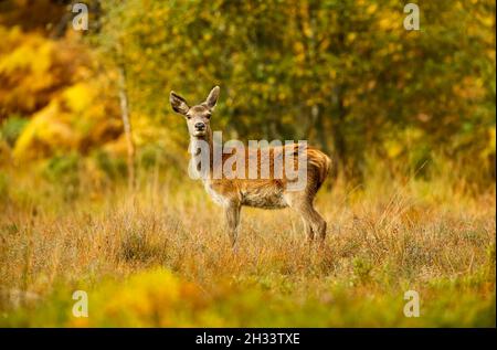 Red Deer, o hembra, en otoño, se paró frente a la cámara con coloridos colores otoñales de amarillo y naranja. Glen Strathfarrar, Tierras Altas de Escocia.