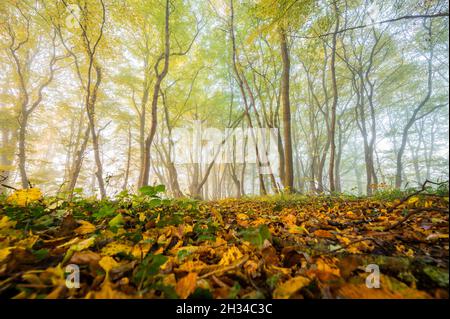 Arnsberg, Alemania. 23rd Oct, 2021. La niebla se enva a través de bosques de color otoñal en la reserva natural Arnsberger Wald en Sauerland poco después del amanecer a primera hora de la mañana. Crédito: Julian Stratenschulte/dpa/Alamy Live News Foto de stock
