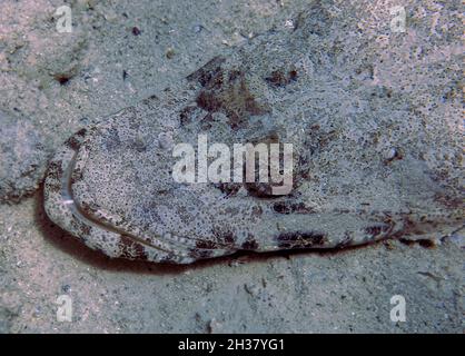 Un Crocodilefish (Papilloculiceps longiceps) en el Mar Rojo.