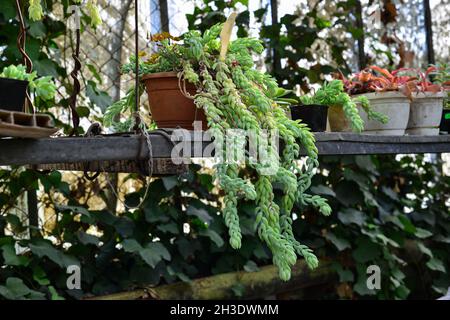 Sedum morganianum en la horca de la olla, es popular suculento con tallos de arrastre y hojas carnosas azul-verde