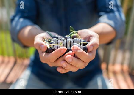 Cultivo anónimo hombre puñado de aceitunas negras y verdes recolectadas frescas de pie en el campo durante la temporada de cosecha en el día de verano Foto de stock