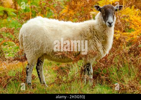 La oveja de mula o oveja femenina de las tierras altas se paró en el salobre de oro en otoño. Mirando hacia delante. Glen Strathfarrar en las Tierras Altas de Escocia. Horizontal. P
