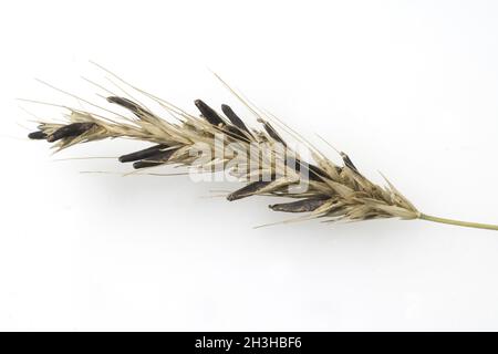 Hongo ergot; Claviceps purpurea Foto de stock