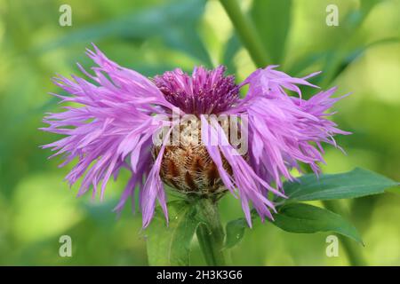 primer plano de una delicada flor púrpura centaurea, vista lateral Foto de stock