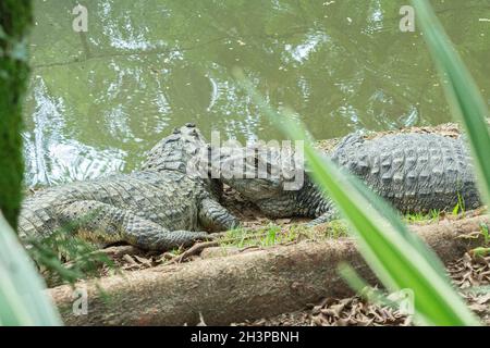 Dos caimanes con rombos amarillos descansando y tomando el sol en las  orillas de un lago. El cocodrilo es un depredador natural en la cima de la cadena  alimenticia Fotografía de stock -