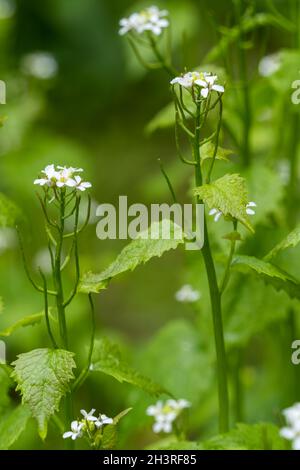Mostaza de ajo (Alliaria petiolata) floreciendo en primavera en Cornwall