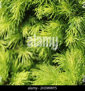 Abeto canadiense Picea glauca Conica. Abeto blanco. Árbol de coníferas perenne decorativo en primavera Foto de stock