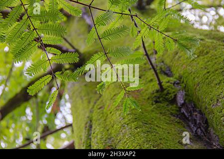 Sequoia sempervirens hojas y corteza recubierta de musgo, cerca, vista desde abajo