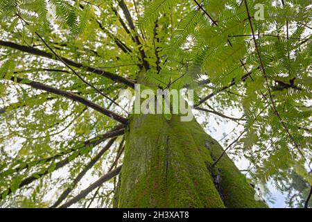 Sequoia sempervirens hojas y corteza recubierta de musgo, cerca, vista desde abajo