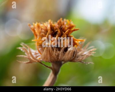 Morir Calendula Marigold margarita flor, es pétalos de naranja oscuro y gambas y su calyx marrón, macro contra un fondo bokeh verde borroso. Foto de stock