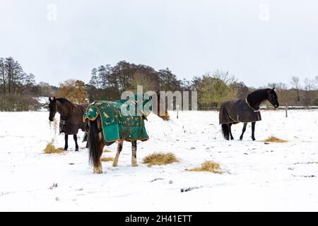 Los caballos que pastan en heno que el granjero ha provisto durante una rara y pesada nieve caen en una granja de Suffolk Foto de stock