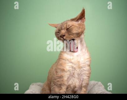 fawn lila devon rex gato pelaje lamiendo piel con larga lengua que parece divertido sobre fondo verde menta Foto de stock