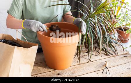 Una mujer llenando una maceta de arcilla con arcilla expandida para el  drenaje preparándose para plantar una planta de interior