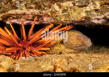 Una mirada cercana en el pasado las largas espinas cubiertas de algas  espinosas de la urchin áspera, Chondrocidaris gigantea, Hawaii. Nueva  Caladonia es la única otra Fotografía de stock - Alamy