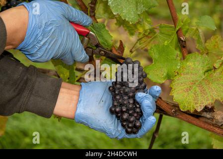 Hampshire, Inglaterra, Reino Unido. 2021. Las manos de un trabajador de cosecha usando guantes azules cortando un manojo de uvas Pinot Noir en un viñedo de Hampshire durante el arve Foto de stock