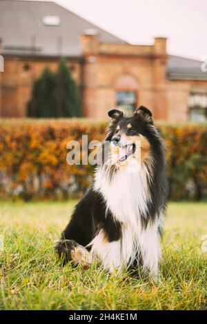 Tricolor Rough Collie, Funny Scottish Collie, Collie de pelo largo, Collie Inglés, Lassie Perro posando al aire libre cerca de la Casa Vieja.