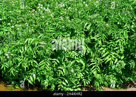 Nasturtium officinale es una planta acuática perenne nativa de Europa y Asia central. Sus hojas son comestibles. Esta foto fue tomada en Los Ángeles