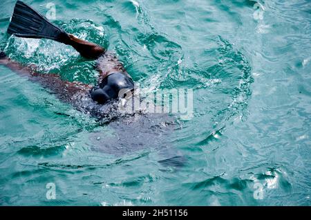 Salvador, Bahia, Brasil - 13 de enero de 2016: Un hombre buceando en el agua del mar. Salvador Bahia Brasil. Foto de stock