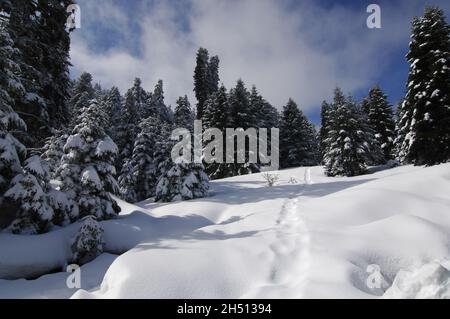 Misteriosos senderos en medio de la montaña nevada. Paisaje nevado. Hermosos abetos cubiertos de nieve