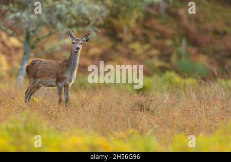 Salvaje, nativo, ciervo rojo o hembra, se paró en el lluvioso otoño en Glen Strathfarrar, Highlands de Escocia. Cámara orientada. Espacio para copia.