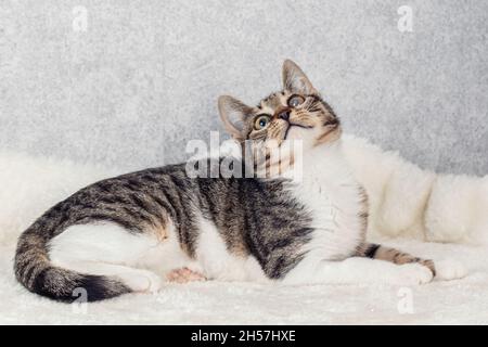 Un gatito de grey a rayas está acostado en una cama de piel blanca Foto de stock
