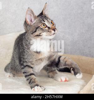 Un gatito de gaviota a rayas se encuentra en su estera y mira el juguete Foto de stock