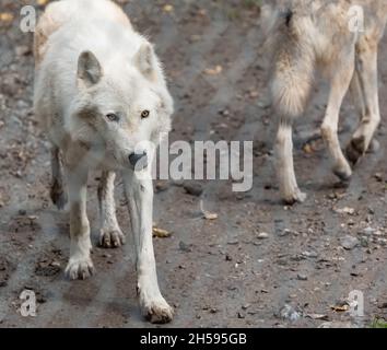 Dos lobos árticos -Canis lupus arctos- en cautiverio. Primer plano de un lobo blanco ártico. Foto de viaje, enfoque selectivo, sin personas