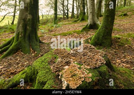 Champiñones de cola de pavo (Trametes versicolor) que crecen en un viejo árbol entre los árboles comunes de haya en Beacon Hill Wood en Mendip Hills, Somerset, Inglaterra. Foto de stock