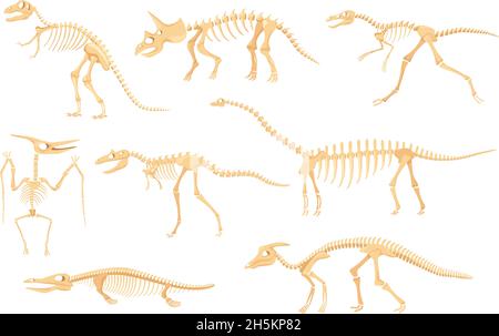 Esqueletos de dinosaurios de dibujos animados, fósiles óseos prehistóricos de dinosaurios. Triceratops, pterodactyl, tyrannosaurus, esqueleto antiguo para el conjunto vectorial del museo. Criaturas de Dino o monstruo para exposiciones