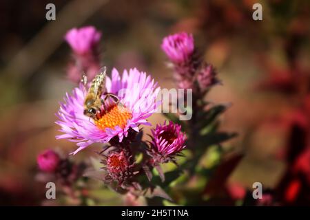Symphyotrichum novi-belgii otoño astra y abeja en el jardín de otoño Foto de stock