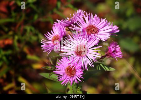 Symphyotrichum novi-belgii otoño astra en el jardín de otoño Foto de stock
