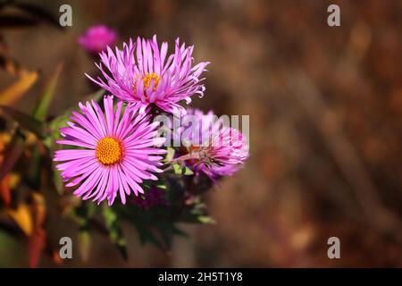 Symphyotrichum novi-belgii otoño astra en el jardín de otoño Foto de stock