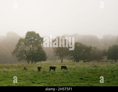 En un día de otoño y niebla, las vacas están pastando en un campo de hierba perteneciente a una pequeña granja orgánica de propiedad familiar en Nueva Jersey. Foto de stock
