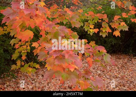 Hojas de otoño de Arce Rojo (Acer rubrum), Oregón, noviembre Foto de stock