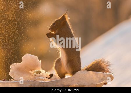 Ardilla roja silueta en la nieve con agua de hielo cayendo