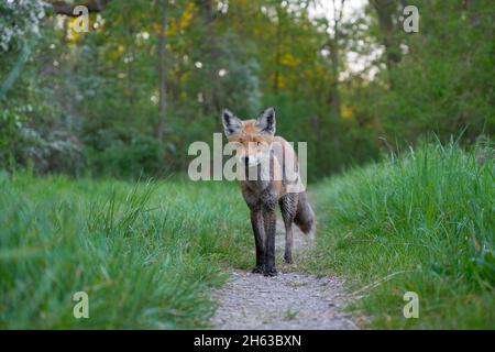 zorro rojo en un camino de bosque, vulpes vulpes, abril, hesse, alemania, europa Foto de stock