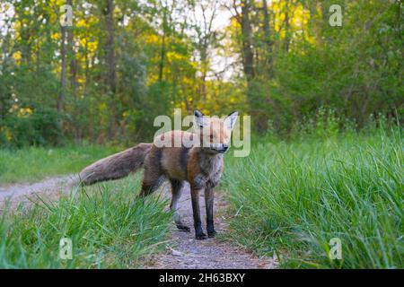 zorro rojo en un camino de bosque, vulpes vulpes, abril, hesse, alemania, europa Foto de stock