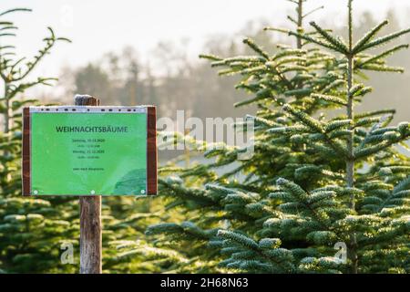 Muestra con letras alemanas 'Venta de árboles de Navidad' delante de abetos perennes cubiertos de hielo en una granja de árboles de Navidad. Luz solar brillante. Foto de stock