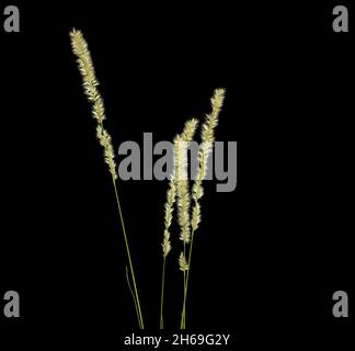 Melica ciliata planta, nombre común Wimper Perlgras, estudio filmado sobre fondo negro Foto de stock