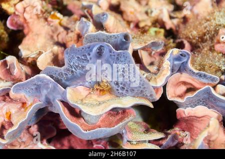 Esponja encorvadora azulada (Phorbas tenacious) y alga roja coralina (Mesophyllum lichenoides) en el Parque Natural de Ses Salines (Mar Mediterráneo, España) Foto de stock