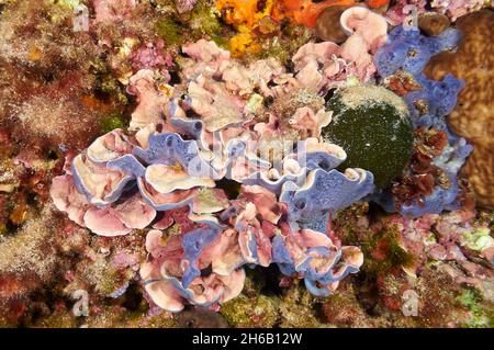 Esponja encorvadora azulada (Phorbas tenacious) y alga roja coralina (Mesophyllum lichenoides) en el Parque Natural de Ses Salines (Mar Mediterráneo, España) Foto de stock
